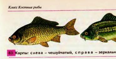 Многообразие рыб и их систематика