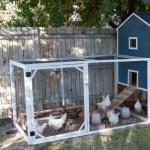 How to build a warm chicken coop with your own hands - step-by-step instructions