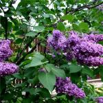 The most unpretentious and beautiful ornamental shrubs for the cottage and garden