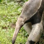 Dwarf or two-toed anteater (Cyclopes didactylus) Where is the anteater