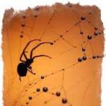 Interesting signs - a spider crawls up the wall