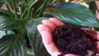 The benefits of coffee grounds as fertilizer: how you can use coffee grounds How to use coffee as a fertilizer