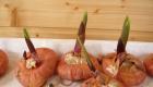 Secrets of spring planting gladioli as a guarantee of summer flowering