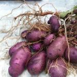 Black potatoes: composition, beneficial properties, varieties, yield and other features