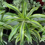 Dracaena in the house: placement rules, secrets of care and reproduction (56 photos)