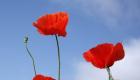Garden poppy and types of flower, how the plant blooms and reproduces Features of growing oriental poppy