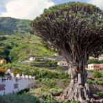 Where does the dragon tree grow, its beneficial properties and uses