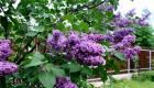 The most unpretentious and beautiful ornamental shrubs for the cottage and garden