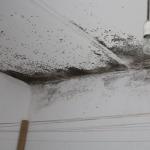 Mold in an apartment: why is it dangerous and how to fight it?