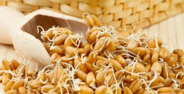Wheat sprouts for weight loss and cleansing Sprouted wheat to lose weight