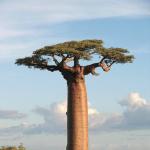 Interesting Baobab Facts A tree for all occasions